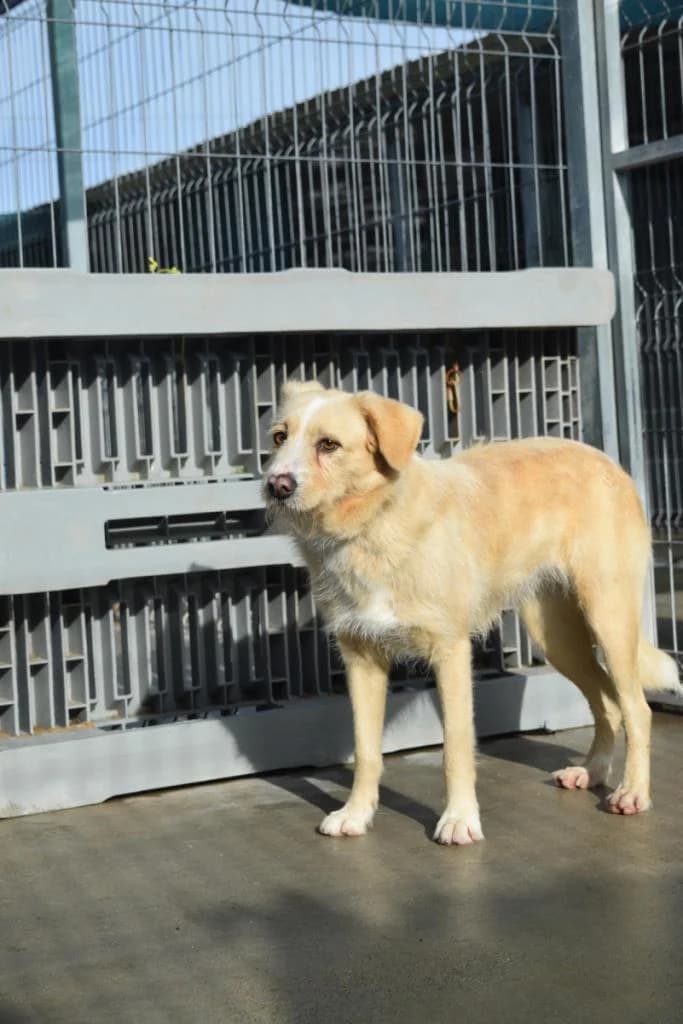 PETIFYC10823 photo 3