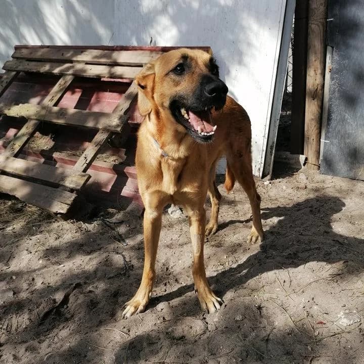 PETIFYC10824 photo 3