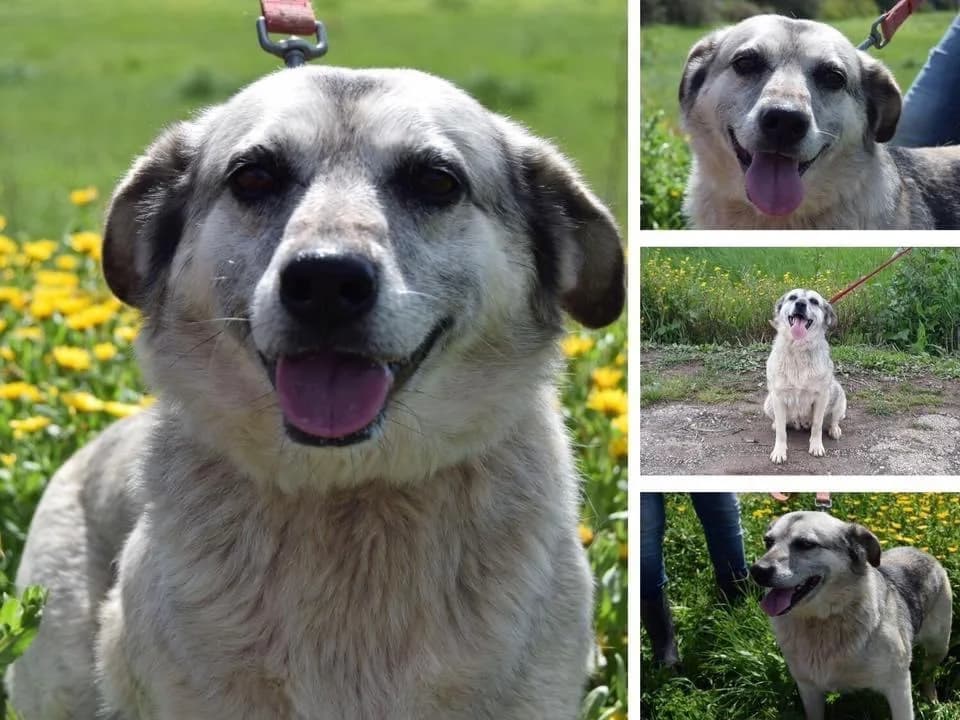 PETIFYC10826 photo 3