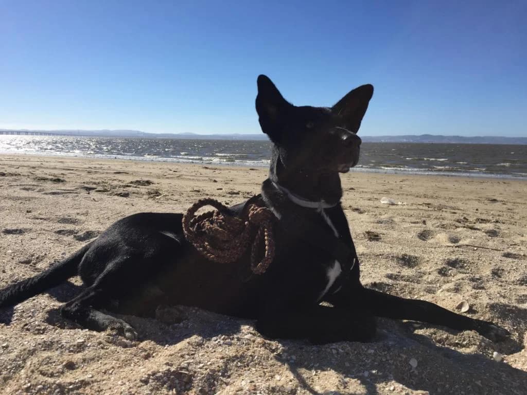 PETIFYC10829 photo 3