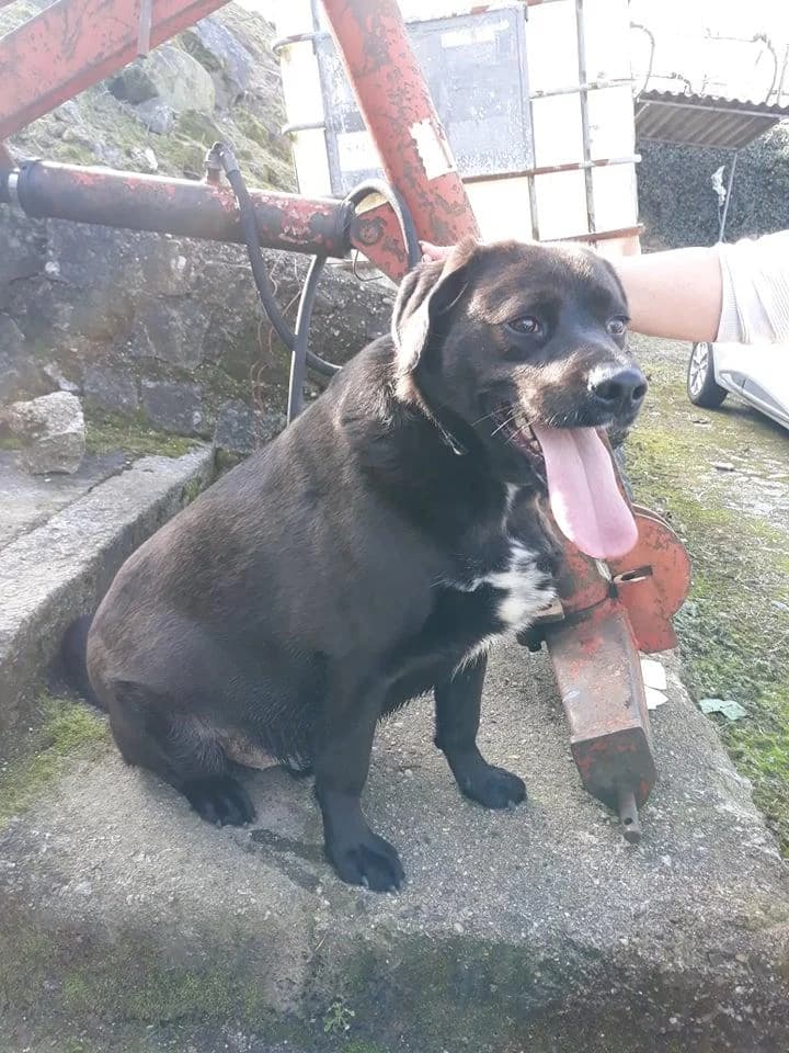 PETIFYC10830 photo 3