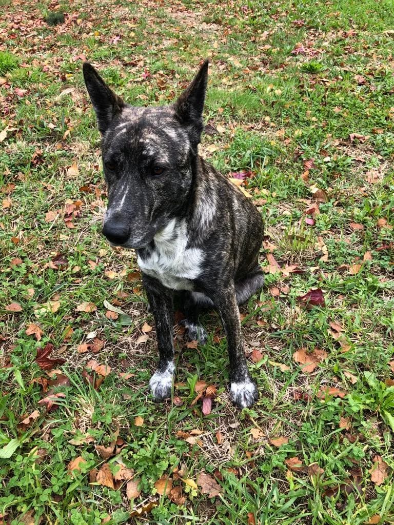 PETIFYC10831 photo 3