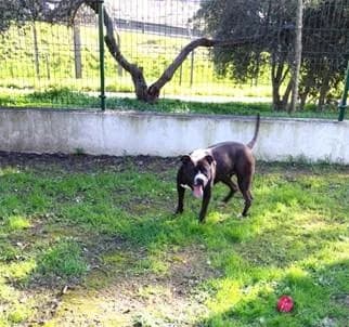 PETIFYC11208 photo 3