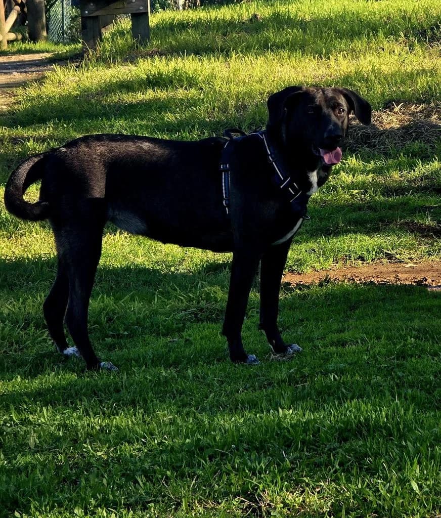 PETIFYC11208 photo 8