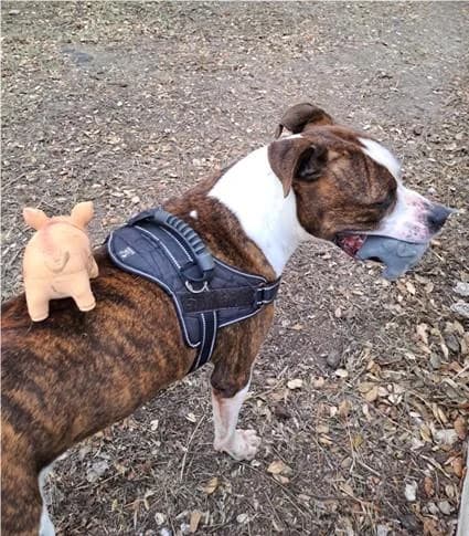 PETIFYC10101 photo 2