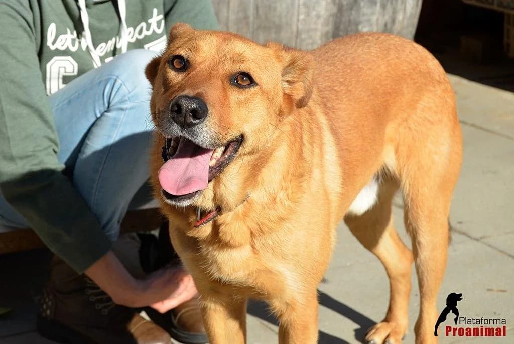 PETIFYC10101 photo 6