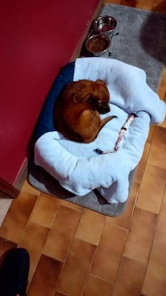 PETIFYC10277 photo 2