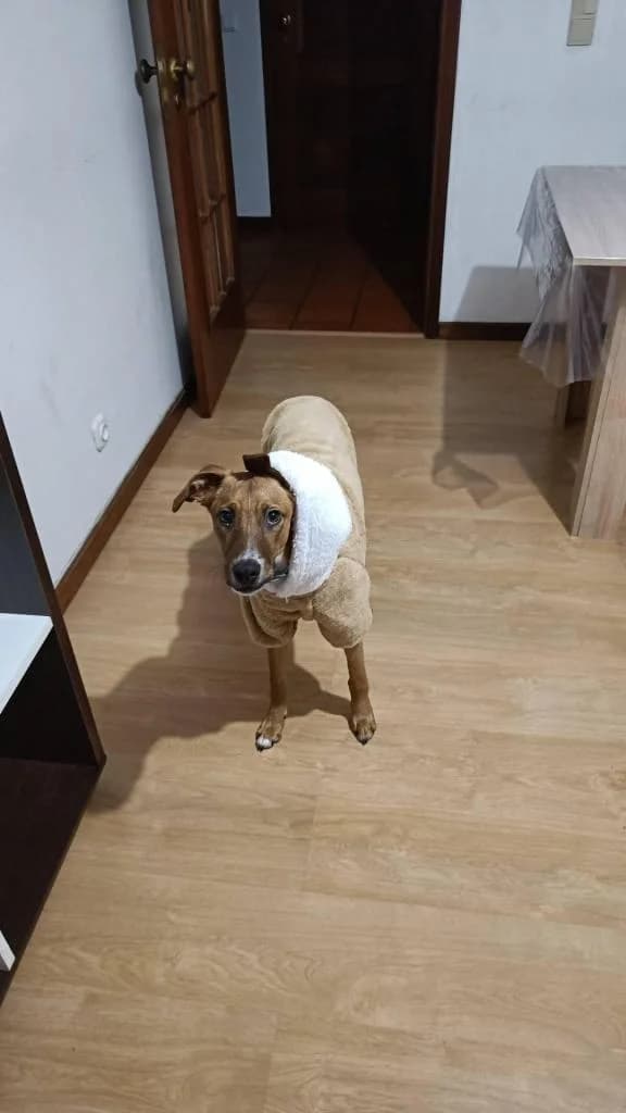 PETIFYC10277 photo 6