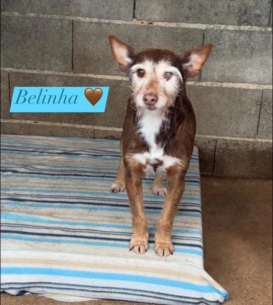 PETIFYC10277 photo 7