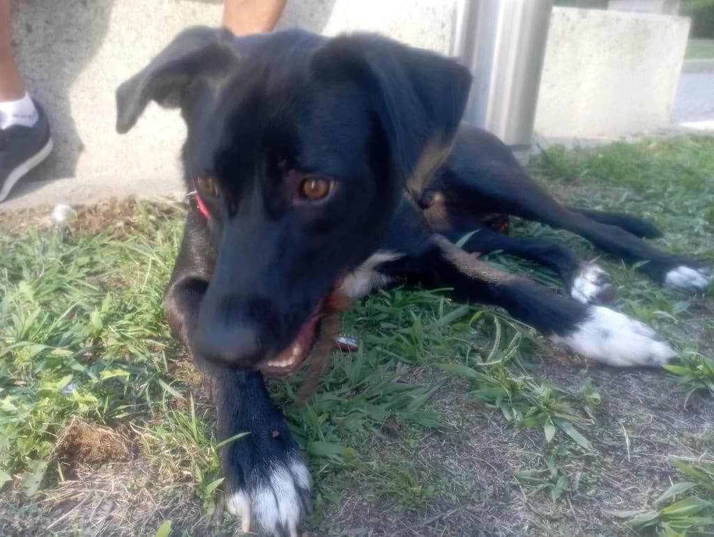 PETIFYC10467 photo 5