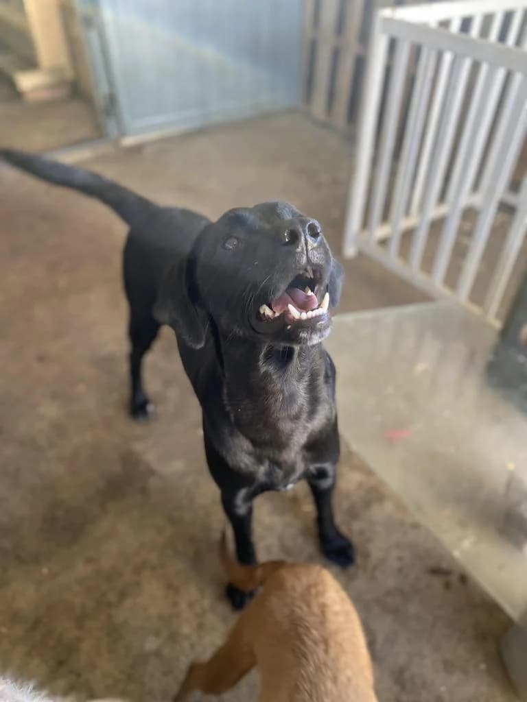 PETIFYC10467 photo 6