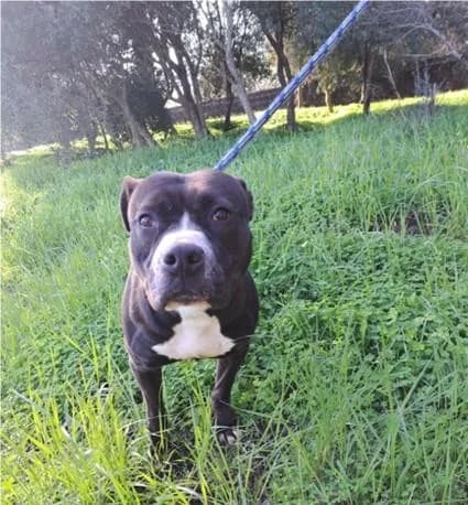 PETIFYC10467 photo 7