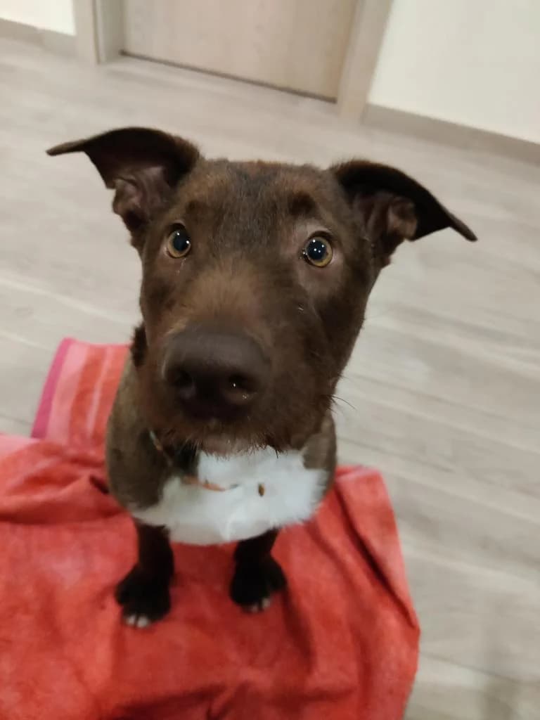 PETIFYC10603 photo 2