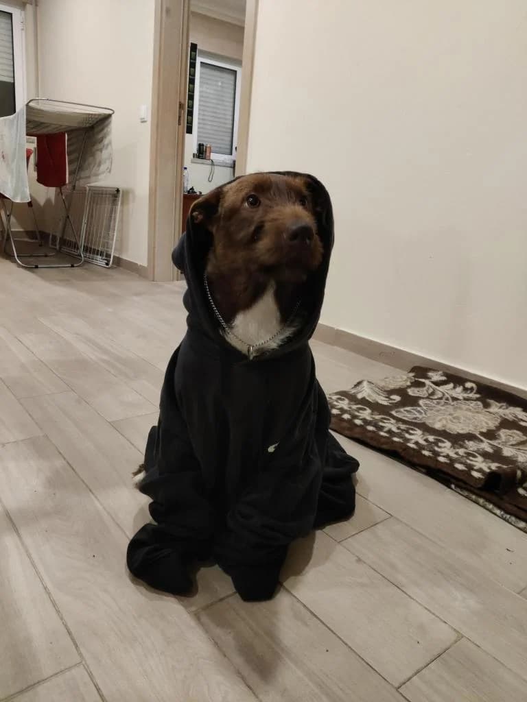 PETIFYC10603 photo 5