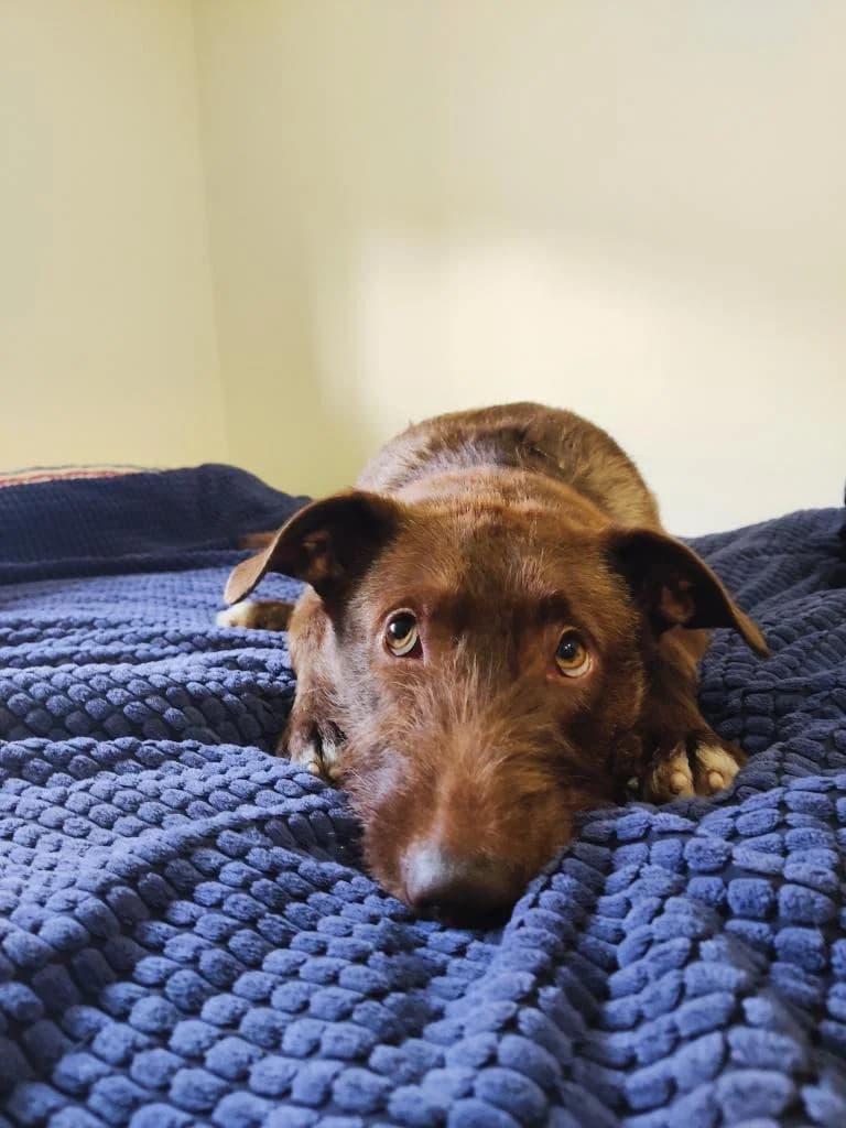 PETIFYC10603 photo 6