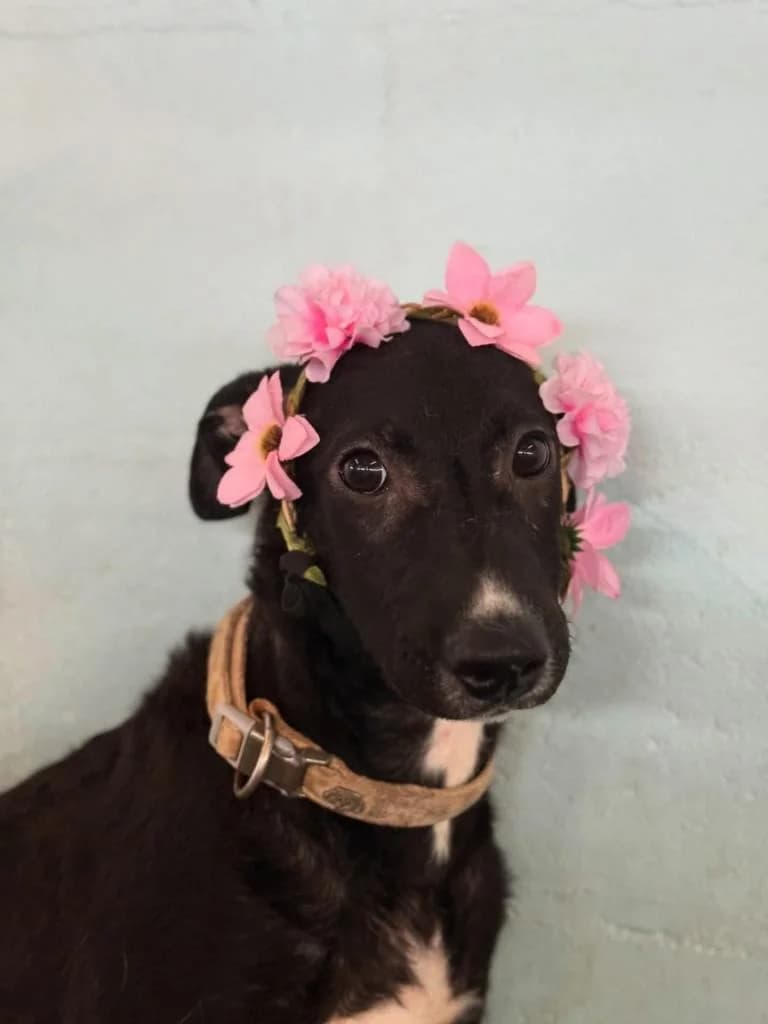 PETIFYC10721 photo 2