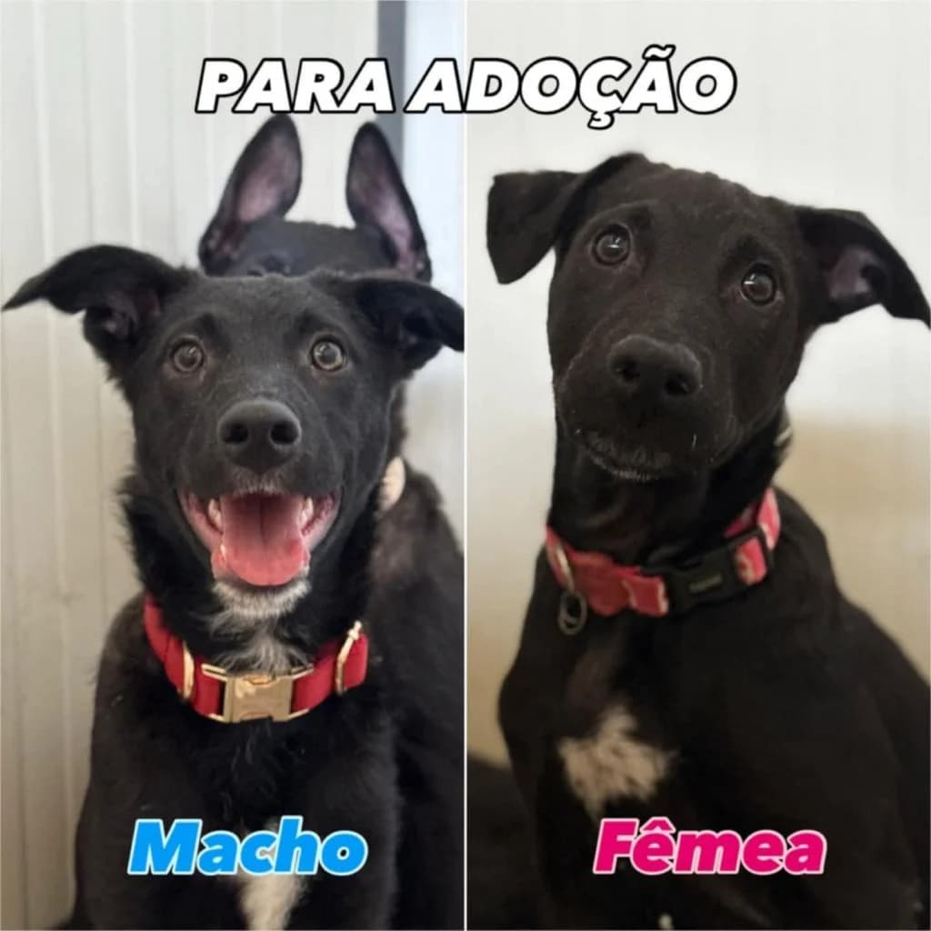 PETIFYC10721 photo 3