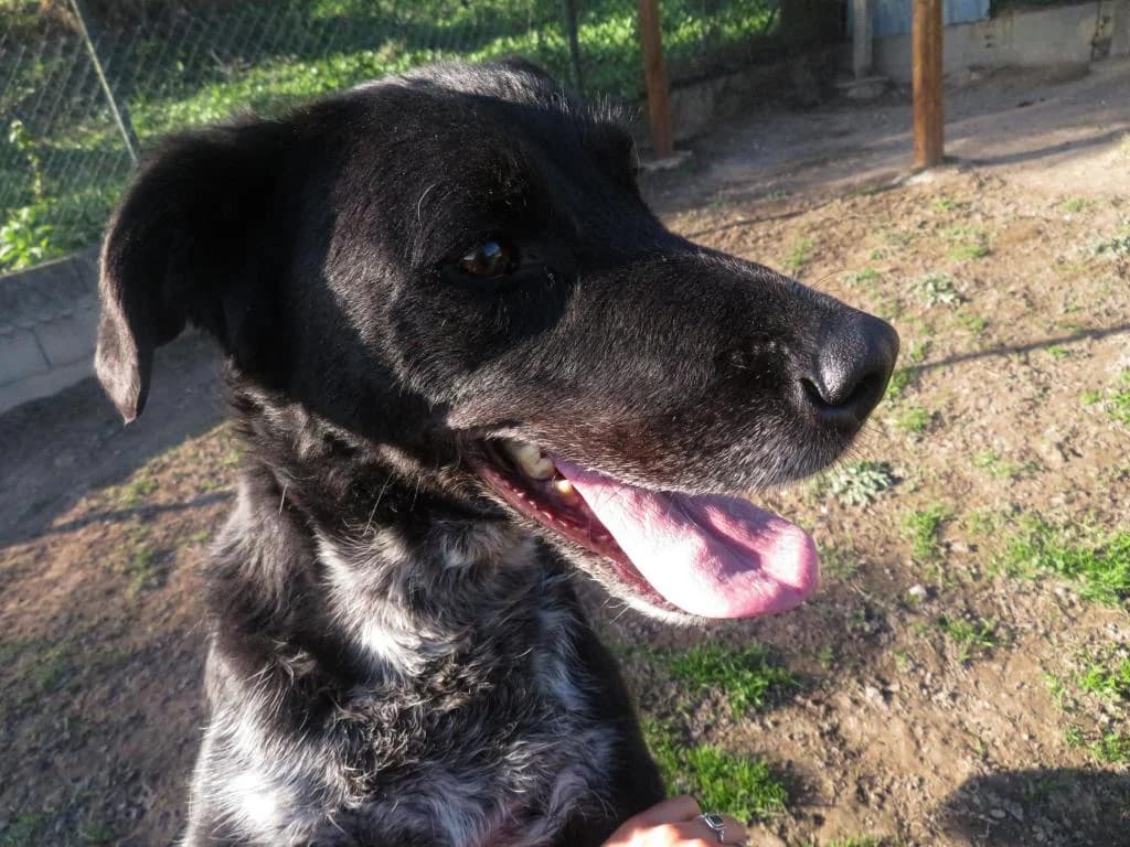 PETIFYC10721 photo 5