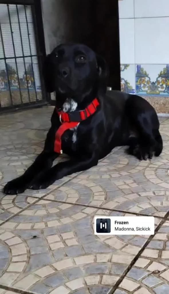 PETIFYC10828 photo 5