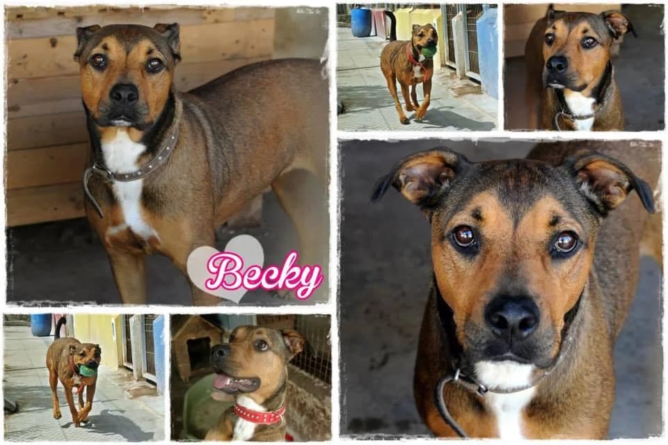 PETIFYC10828 photo 8