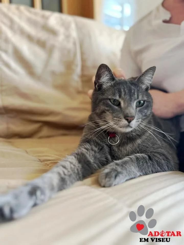 PETIFYG11383 photo 2