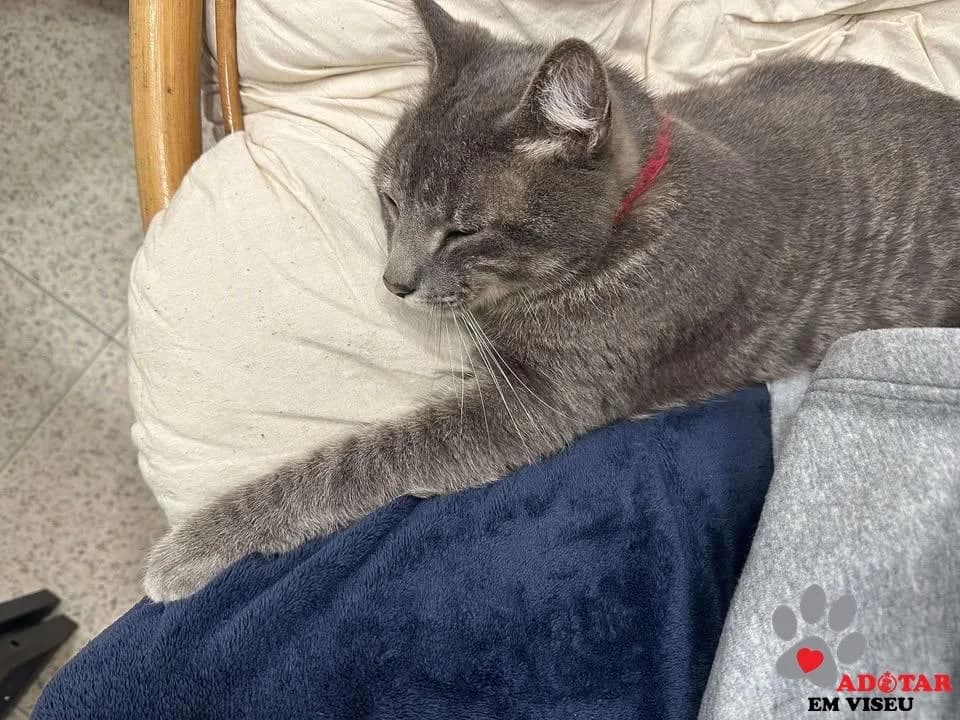 PETIFYG11383 photo 4