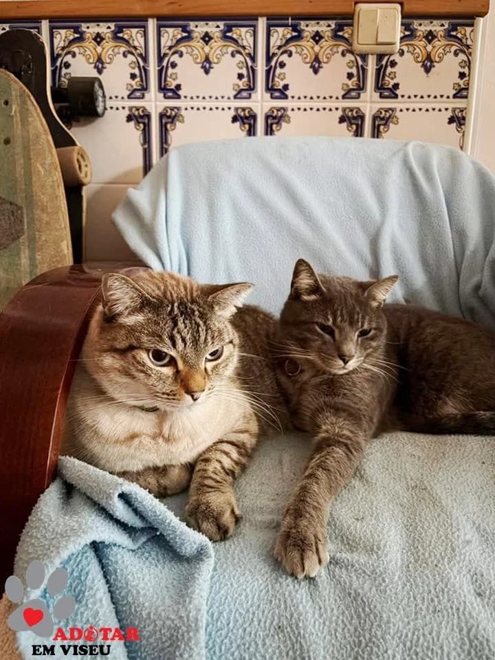 PETIFYG11383 photo 5