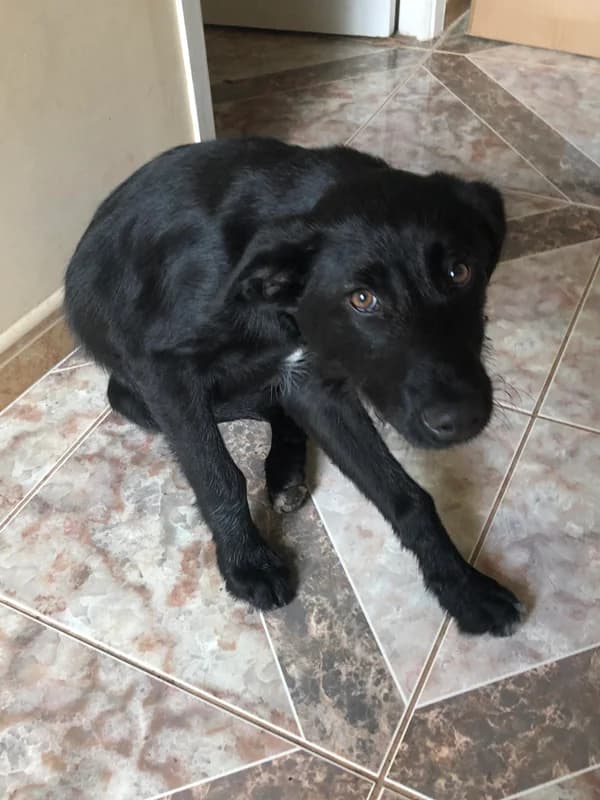 Ariel, female Mixed Breed for adoption at ABRA Braga, Braga