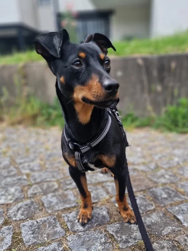 Augusto, male young Mixed Breed for adoption at ABRA Braga, Braga