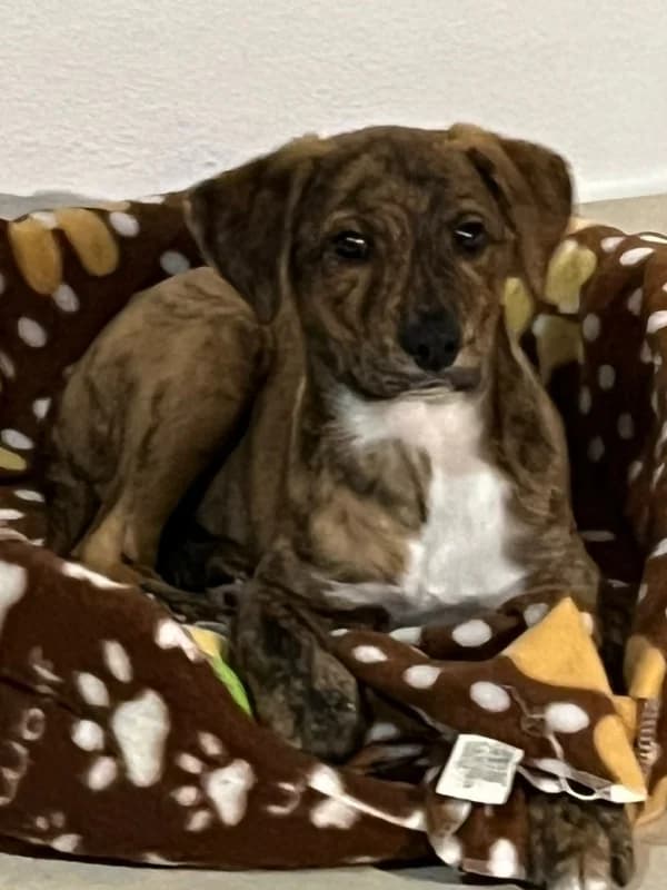 Balu, male young Mixed Breed for adoption at ABRA Braga, Braga