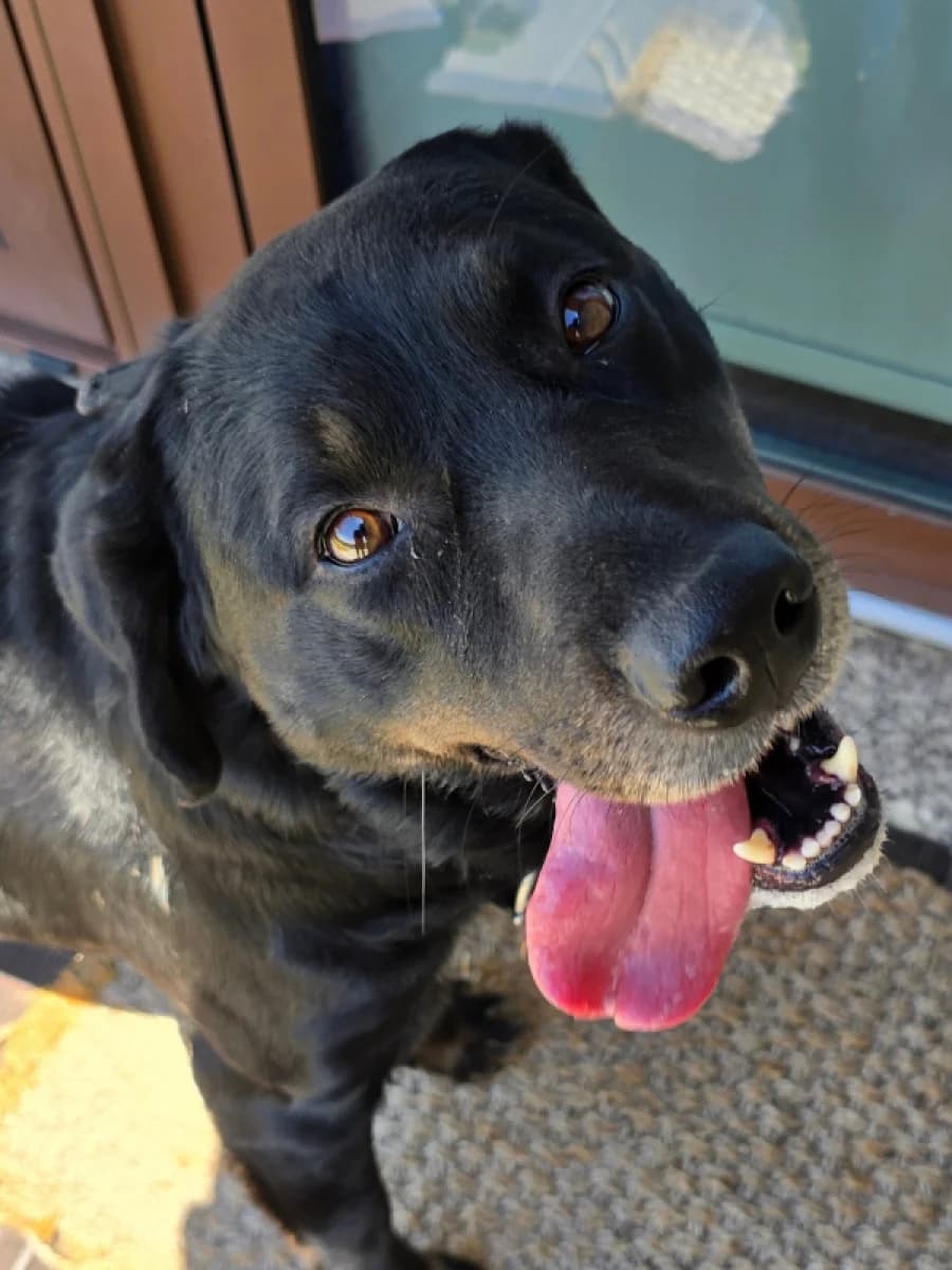 Blaze, male Mixed Breed for adoption at ABRA Braga, Braga