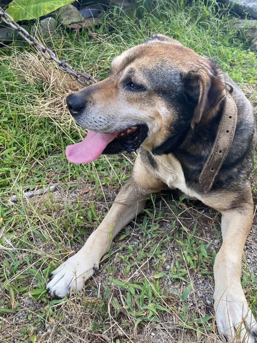 Bobi, male 4yo Mixed Breed for adoption at ABRA Braga, Braga