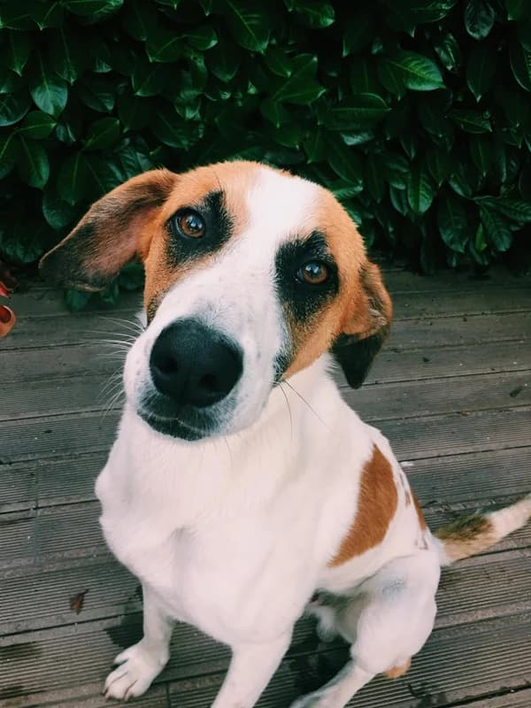 Bolt, male Mixed Breed for adoption at ABRA Braga, Braga