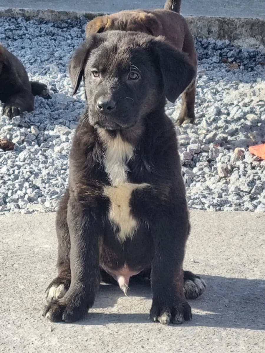 Cachorros, female young Mixed Breed for adoption at ABRA Braga, Braga