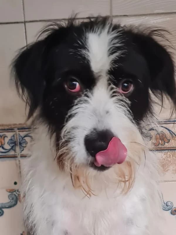 Baron, male young Mixed Breed for adoption at ABRA Braga, Braga