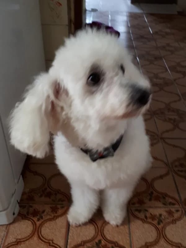 Charlier, male young Mixed Breed for adoption at ABRA Braga, Braga