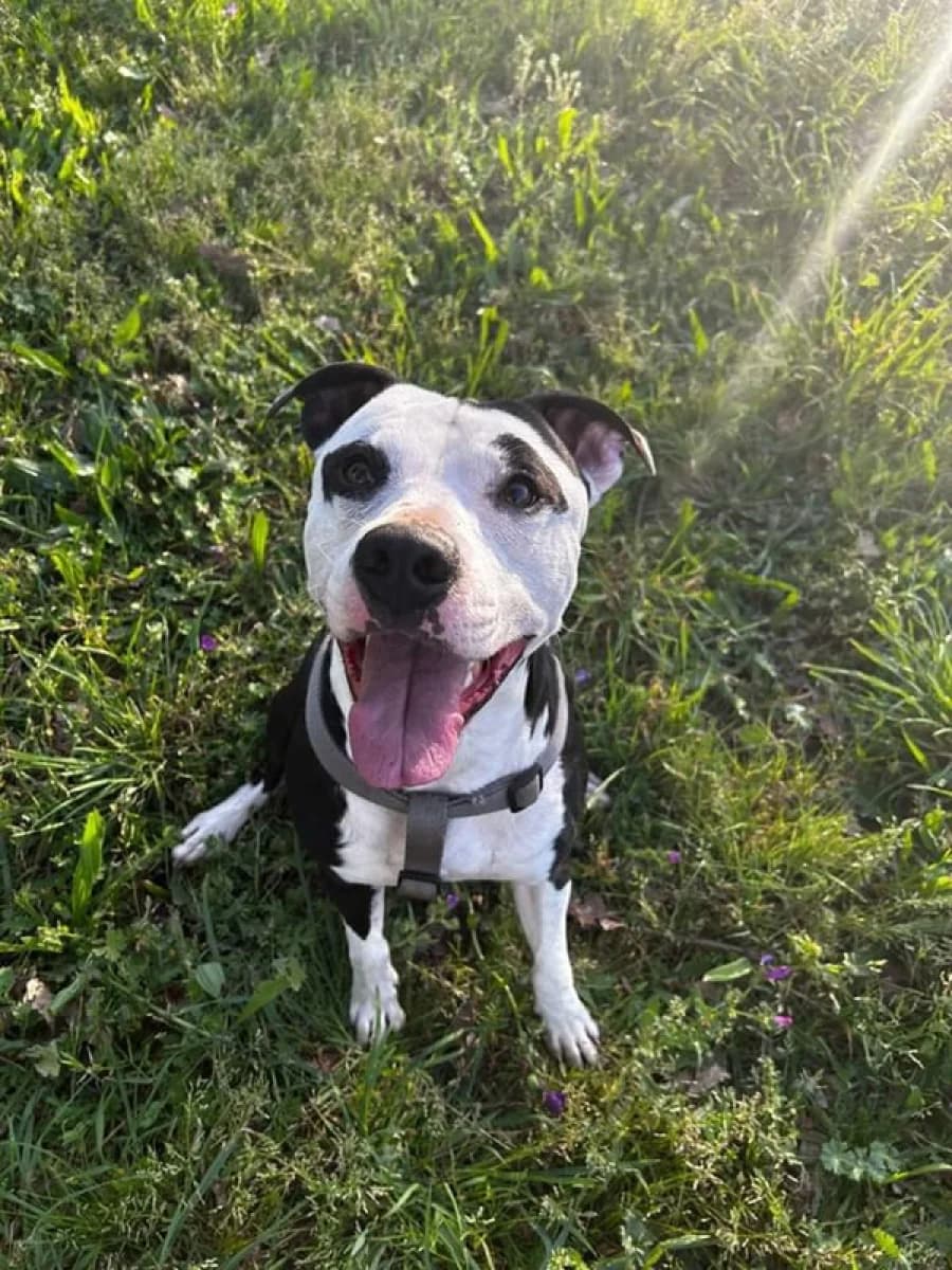 Cliff, male 4yo Mixed Breed for adoption at ABRA Braga, Braga