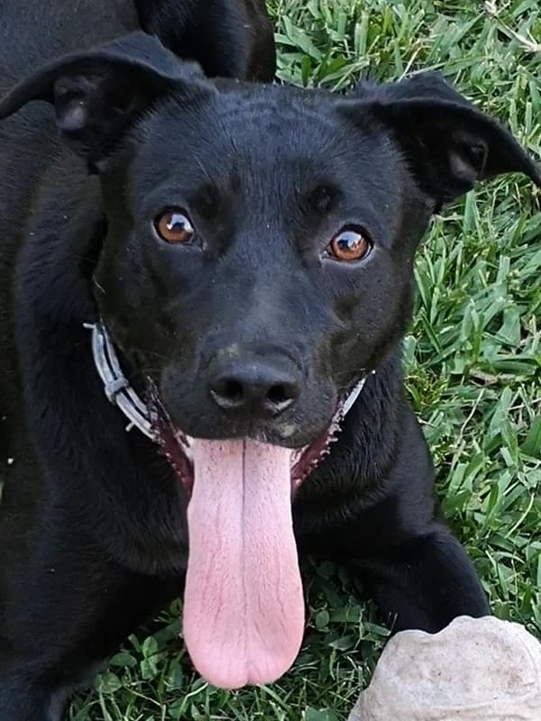 Duda, female 4yo Mixed Breed for adoption at ABRA Braga, Braga