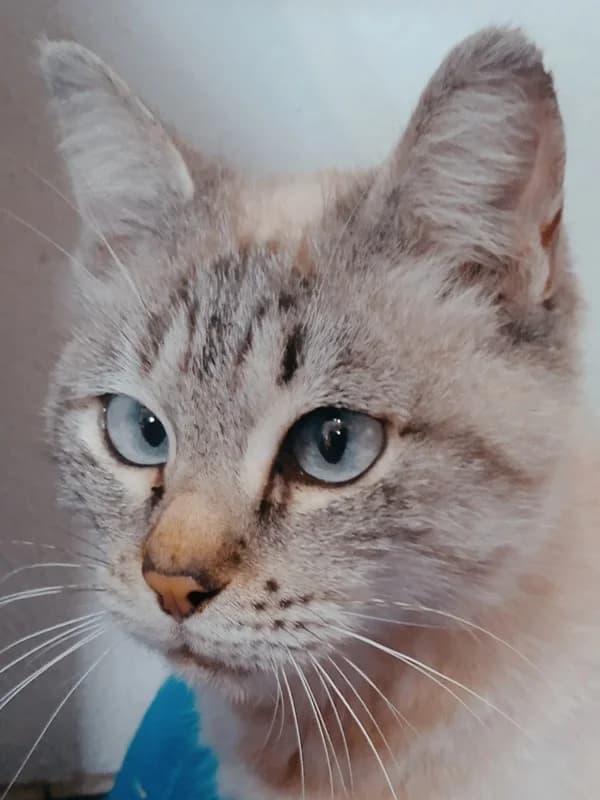 Estrela, female Mixed Breed for adoption at ABRA Braga, Braga