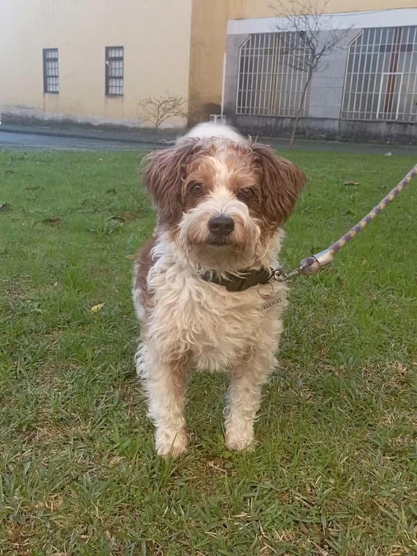 Free, male senior Mixed Breed for adoption at ABRA Braga, Braga