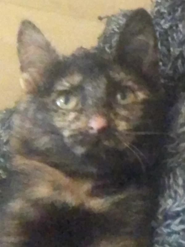 Fusca, female Mixed Breed for adoption at ABRA Braga, Braga