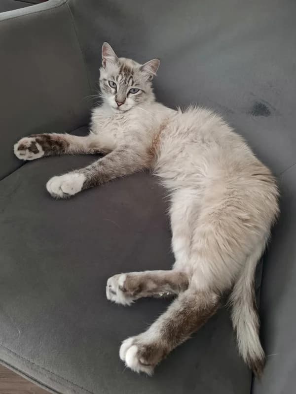 Grey, male young Mixed Breed for adoption at ABRA Braga, Braga