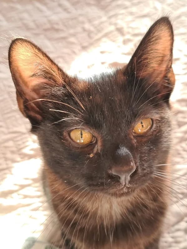 Ivar, male Mixed Breed for adoption at ABRA Braga, Braga