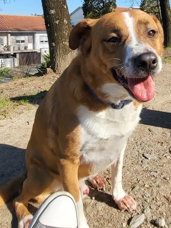 Jimmy, male 4yo Mixed Breed for adoption at ABRA Braga, Braga