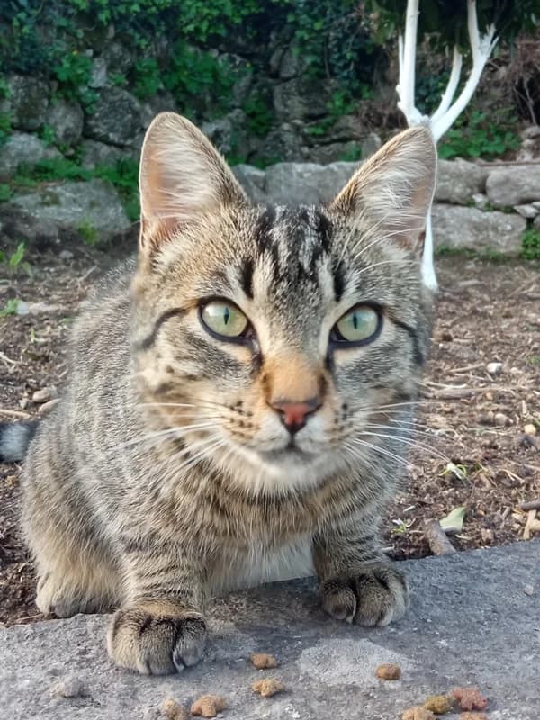 Jus, male Mixed Breed for adoption at ABRA Braga, Braga