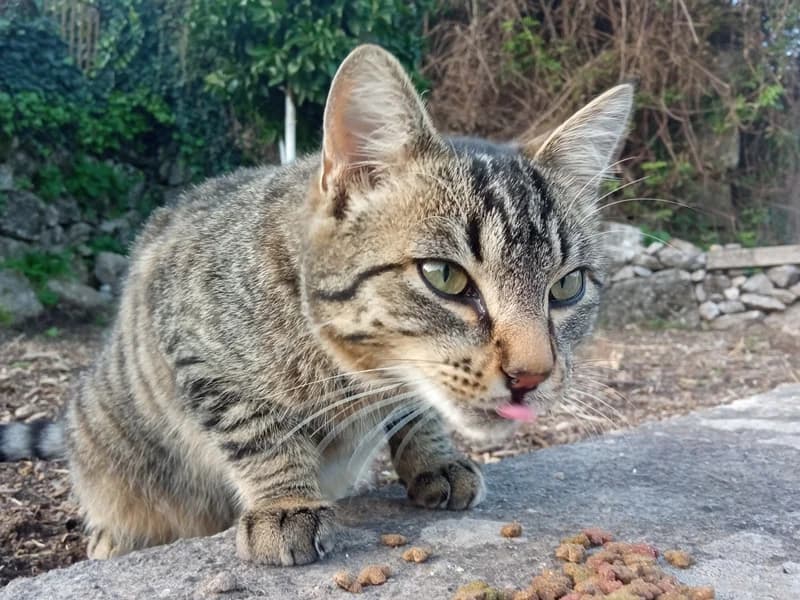 Jus, male Mixed Breed for adoption at ABRA Braga, Braga — photo 2 of 4