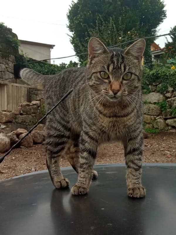 Jus, male Mixed Breed for adoption at ABRA Braga, Braga — photo 3 of 4