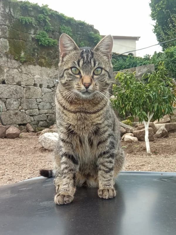 Jus, male Mixed Breed for adoption at ABRA Braga, Braga — photo 4 of 4