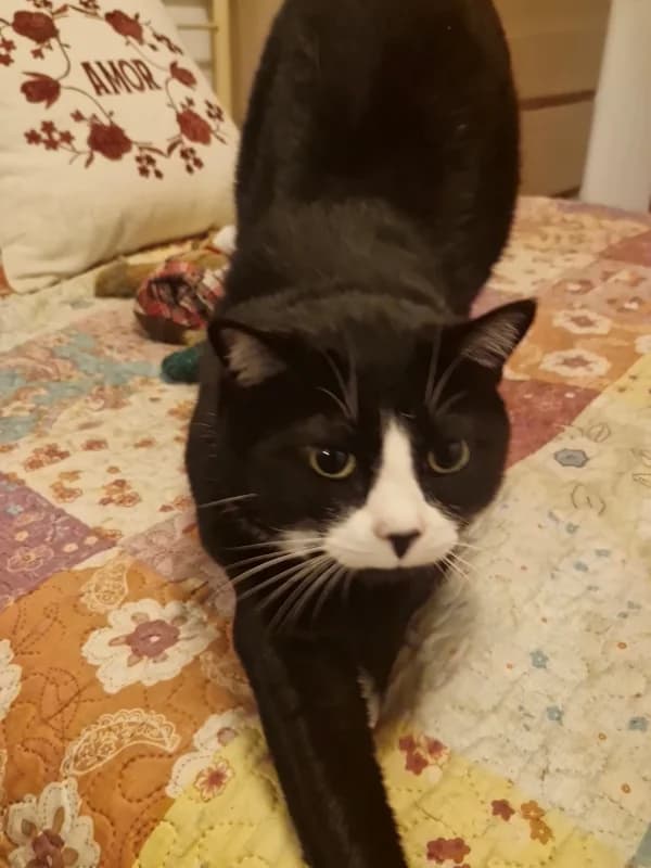 Kiko, male Mixed Breed for adoption at ABRA Braga, Braga