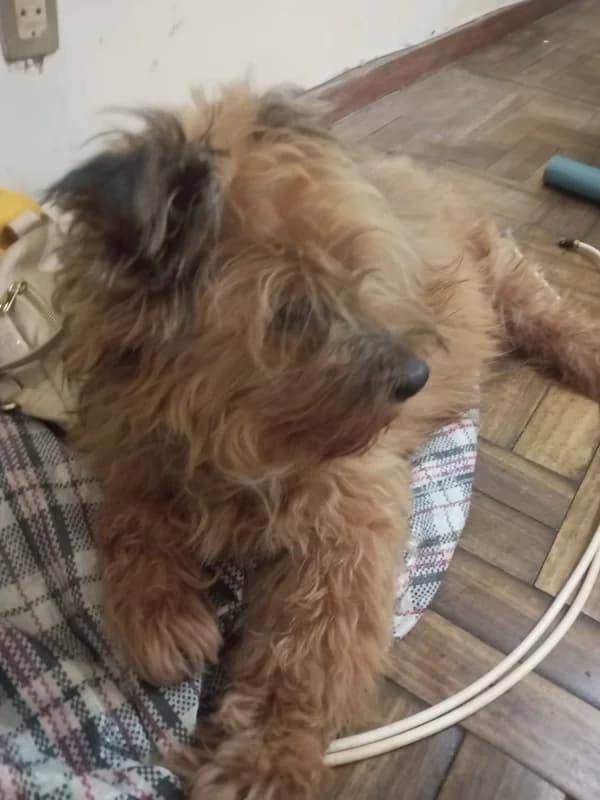 Kino, male puppy Mixed Breed for adoption at ABRA Braga, Braga